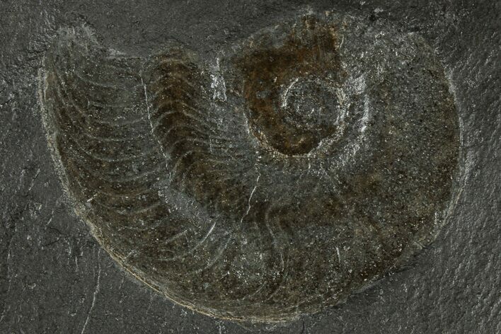 Harpoceras Ammonite Fossil - Posidonia Shale, Germany #304981